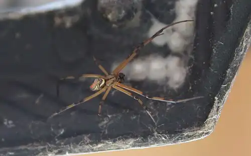 Dorsal side of a L.&nbsp;geometricus in Colorado, United States