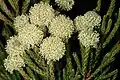 "flowers"