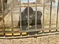 Bua Noi, a female Western lowland gorilla, in her enclosure.