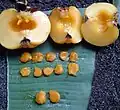 Cross sections and pulp
