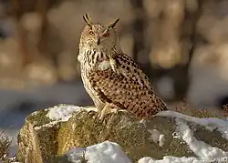 Eagle-owl