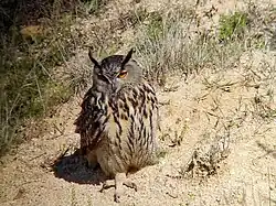 Eurasian eagle-owl, Madrid