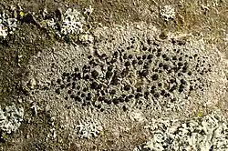 Buellia disciformis