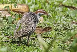G. p. goodsoni, Samoa