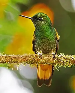 B. f. tinochlora Ecuador