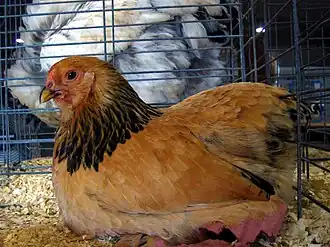 Buff bantam