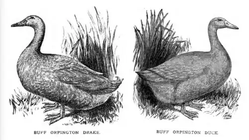 Buff Orpingtons, from William Cook's Poultry Journal, October 1897