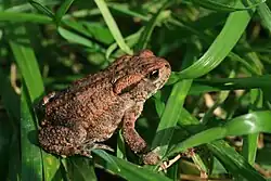 The common toad on grass.