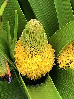 A partly flowered inflorescence Bulbinella rossii viewed from above