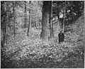 Landslide terrace, north bank of Caddo Lake, c. 1910