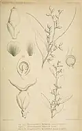 "botanical illustration"