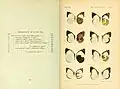 Book page showing watercolour plate of butterfly specimens