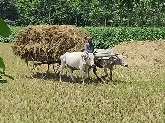 Oxcart