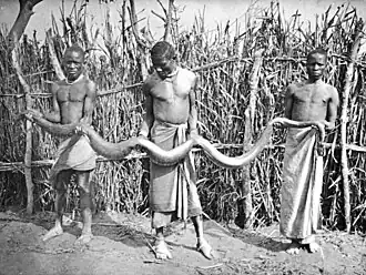 black and white photo, showing three African men dressed in loincloths holding an outstretched snake