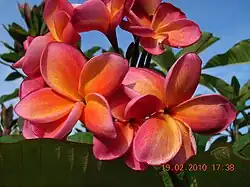 Red frangipani found in Malaysia