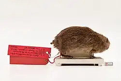 Dead brown rat