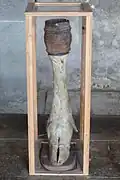 Moose hoof