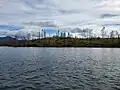 A hillside at Kelly Lake of spruce/birch taiga burned by the Swan Lake Fire