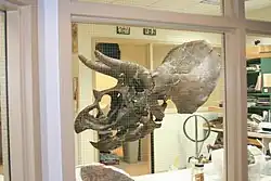 Homer the Triceratops.