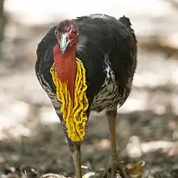 A male Australian brushturkey (Alectura lathami) with a large yellow throat wattle