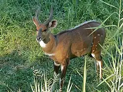 Brown, black, and white bovid
