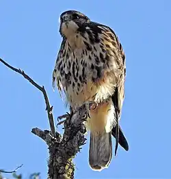 Buteo_albigula_287867431