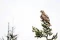 At 600&nbsp;mm, f/6.3