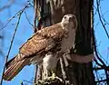 Guaraguao (Buteo jamaicensis)