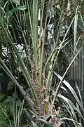 Note the teeth along the margins of the leaf petiole on this plant for sale in the USA.