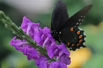 A butterfly event.