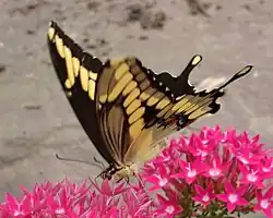Adult, underside