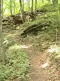 Hardwood forest