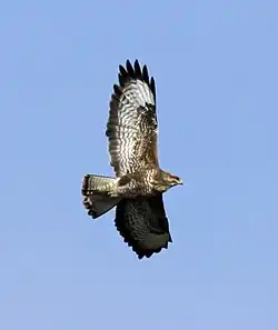 In flight, Devon, England. There are around 40,000 breeding pairs in the United Kingdom.