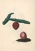Wythe apple