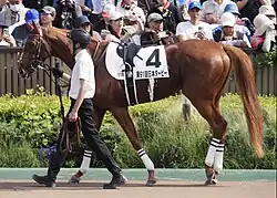 Byzantine_Dream_2024_Japanese_Derby