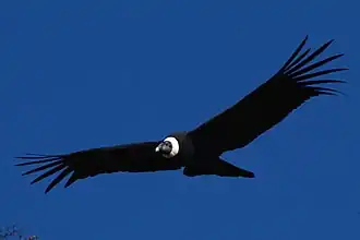 Andean condor (Vultur gryphus), a vulnerable species from the Andes