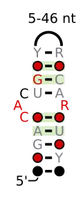 A consensus secondary structure and primary sequence for the C-loop RNA motif.