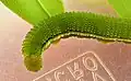 Caterpillar, 4th instar