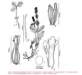 Botanical illustration