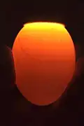 A non-viable fertilized chicken egg, with a thin blood ring encircling the yolk