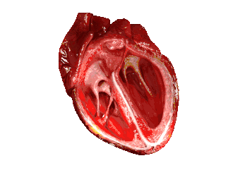 CG Heart