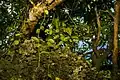 Epiphytic growth habit of Dischidia puberula observed in northern Guam.