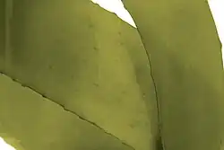 A close up view of Ecklonia maxima, giant brown kelp