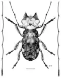 Hoherius meinertzhageni