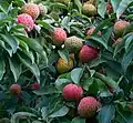Fruit