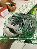 Fish (Fish) Prop (Property) used for Mama Mia rendition at Cairns State High School 2025.