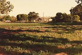 The mission garden at Kalumburu