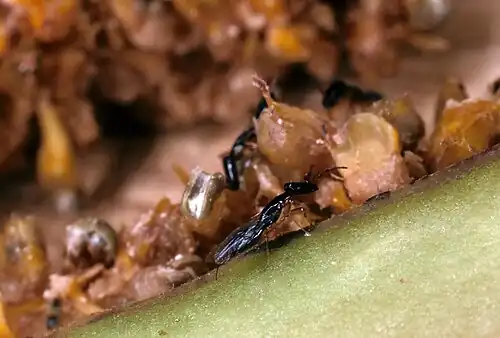 Minute pollinating fig wasps, Pleistodontes: the trees and wasps have coevolved and are mutualistic.