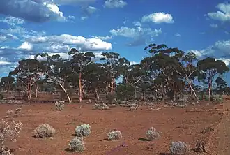 Site of the Agnew Nickel mine before open-pit mining began.
