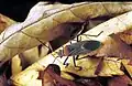 Leptocoris mitellatus, Australia.